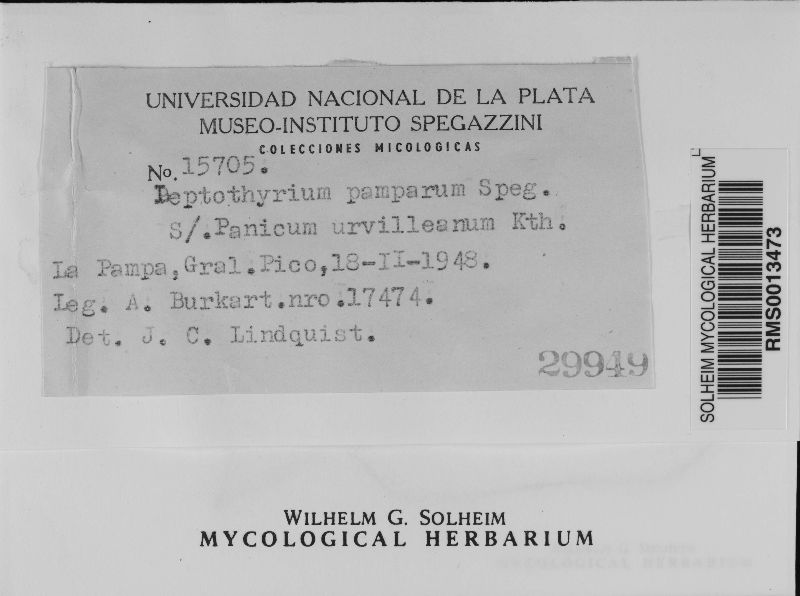 Leptothyrium pamparum image