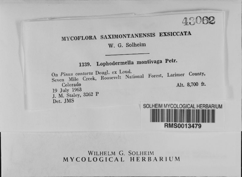 Lophodermella montivaga image