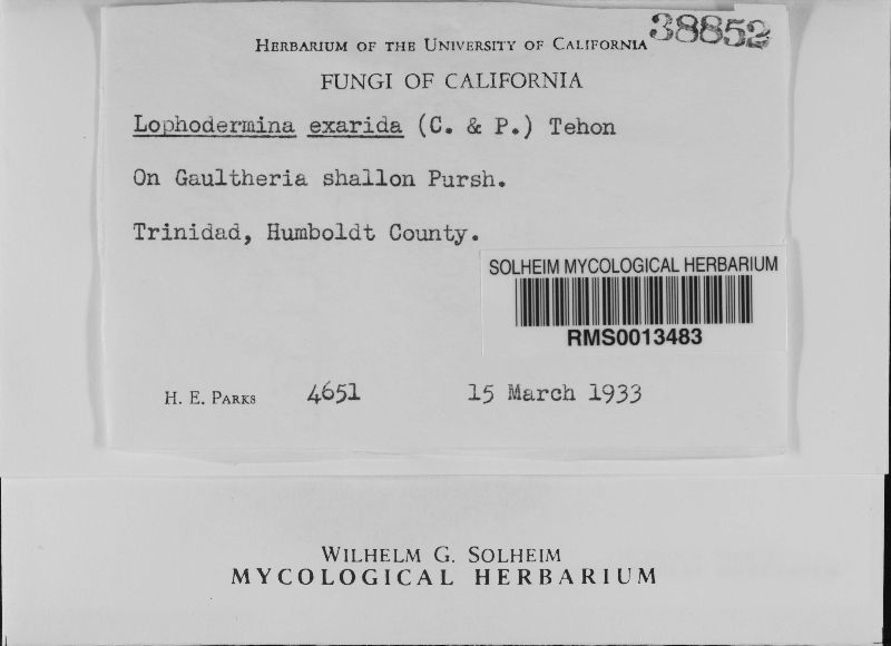 Lophodermina exarida image
