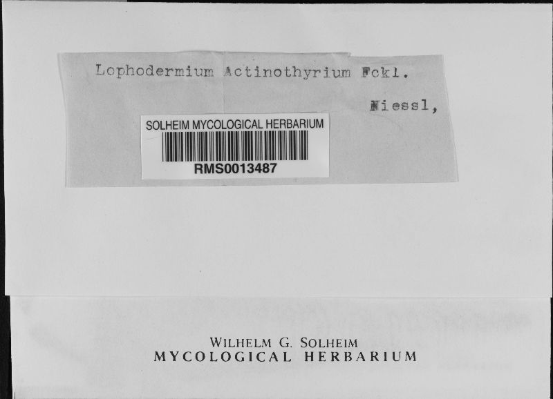 Lophodermium actinothyrium image