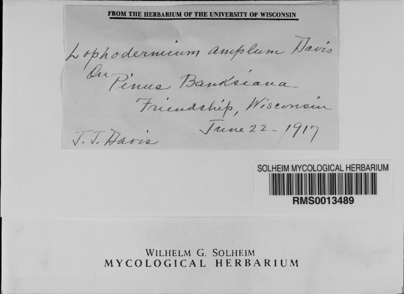 Davisomycella ampla image