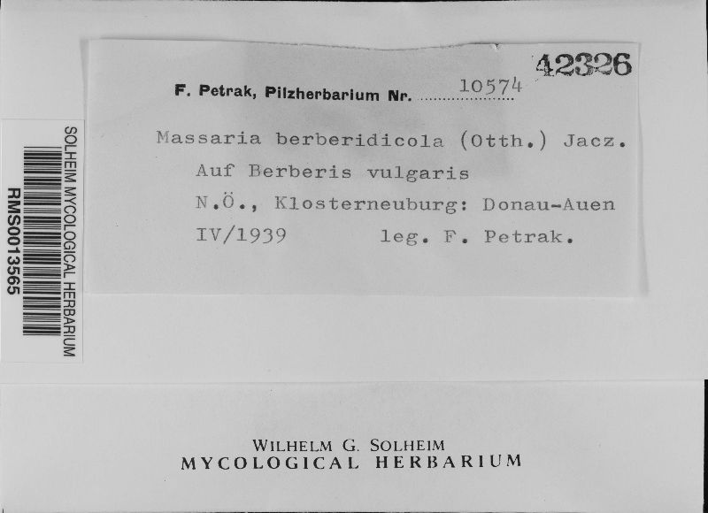 Asteromassaria berberidicola image