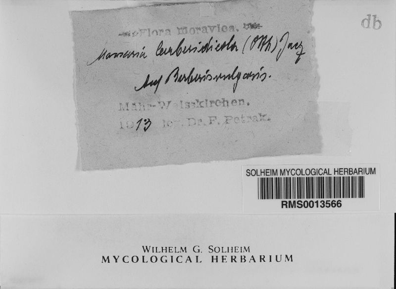 Asteromassaria berberidicola image
