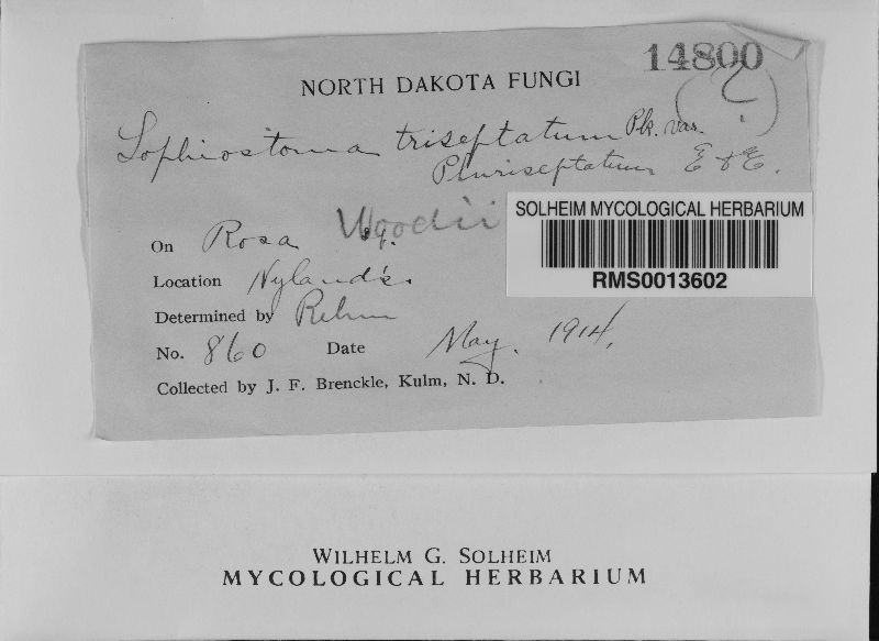 Lophiostoma triseptatum var. pleuriseptatum image