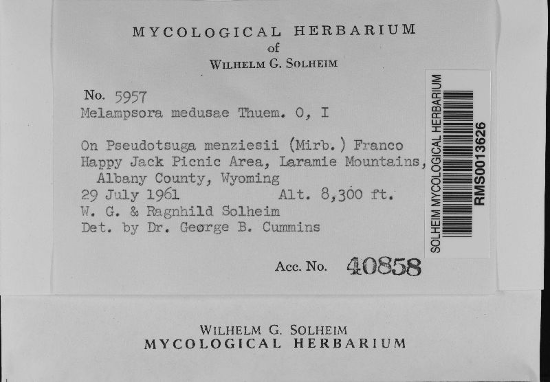 Melampsora medusae image