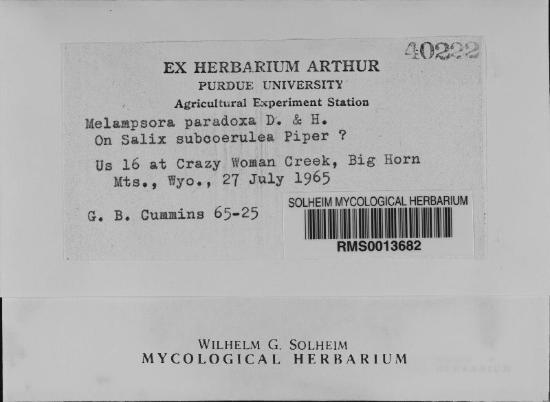 Melampsora paradoxa image