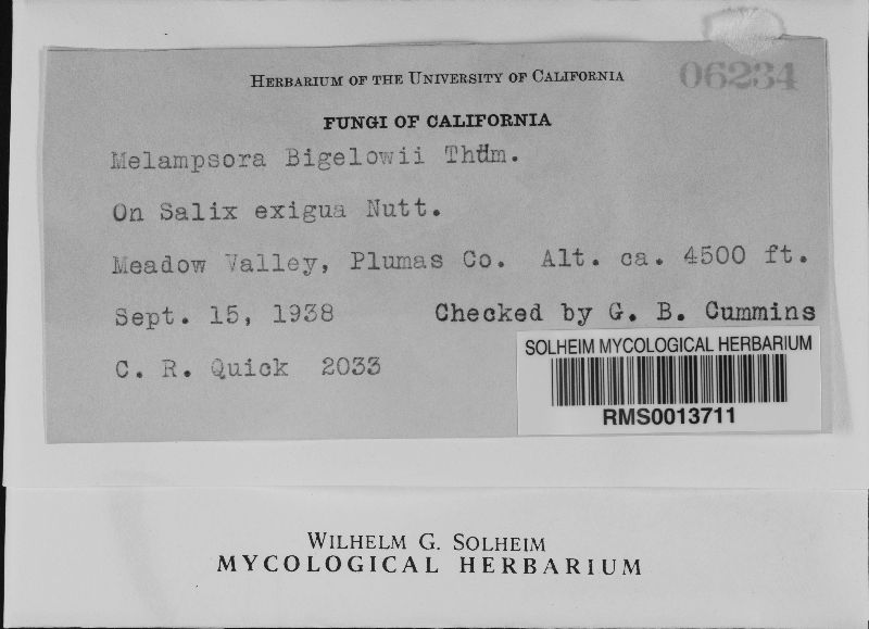 Melampsora bigelowii image