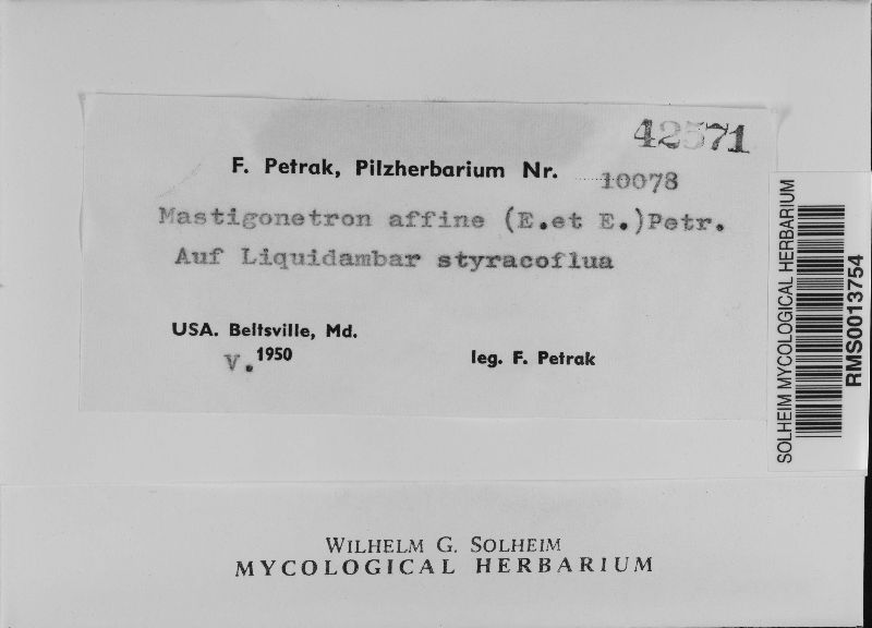 Mastigonetron affine image