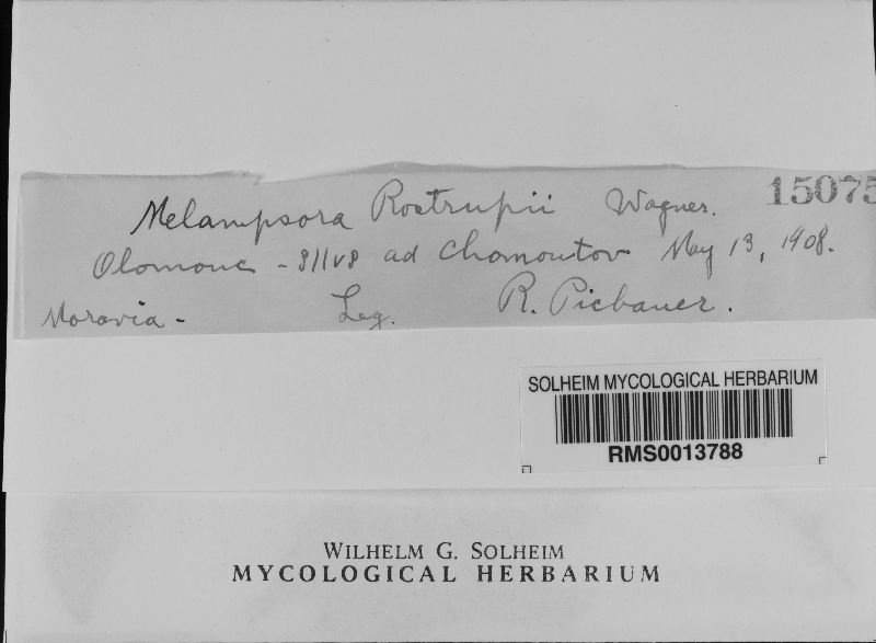 Melampsora populnea image
