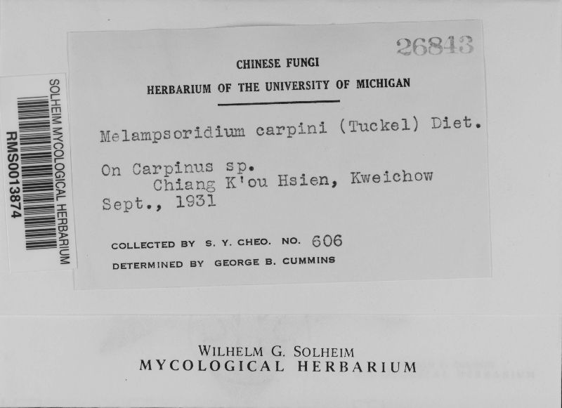 Melampsoridium carpini image