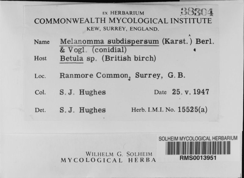 Melanomma subdispersum image