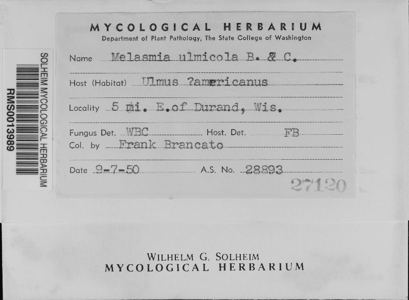 Melasmia ulmicola image