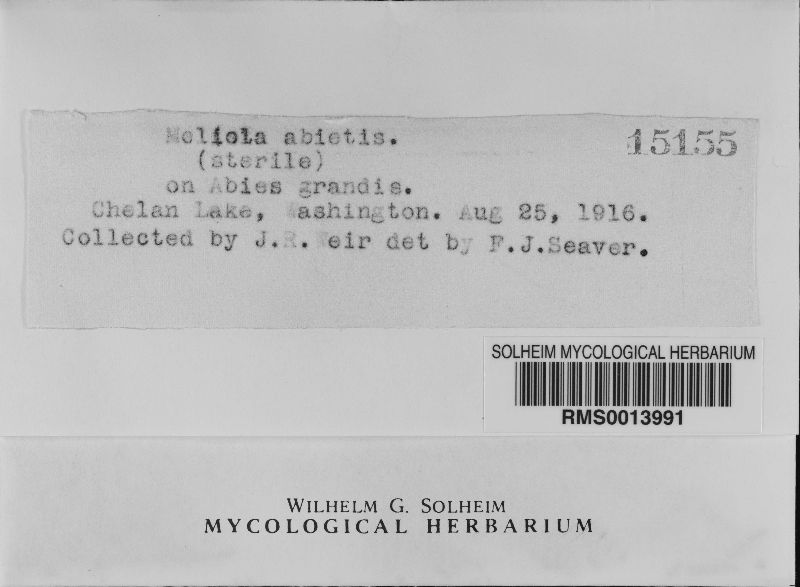 Meliola abietis image