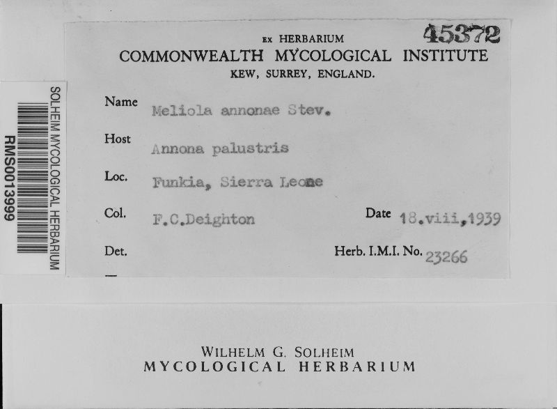 Meliola annonae image