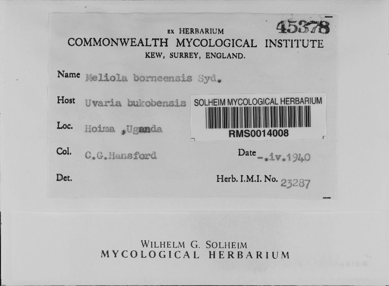 Meliola borneensis image