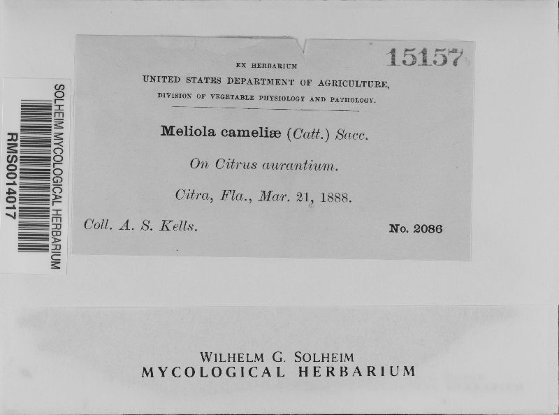 Meliola cameliae image