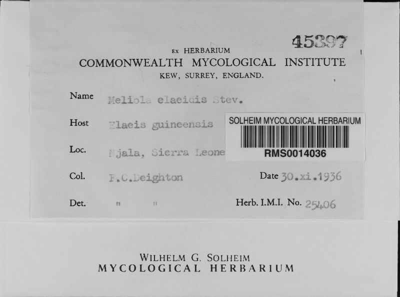 Meliola elaeidis image