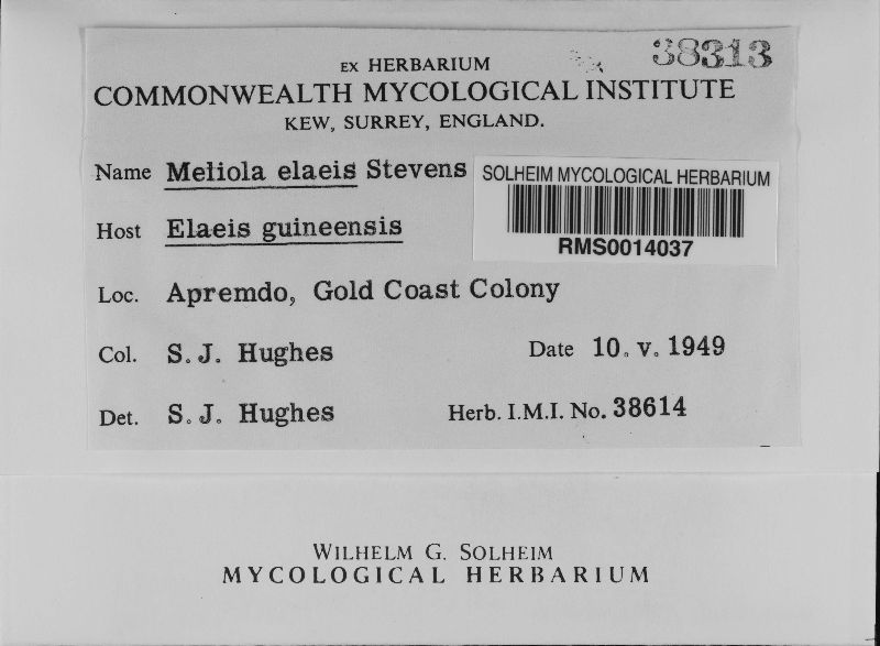 Meliola elaeis image