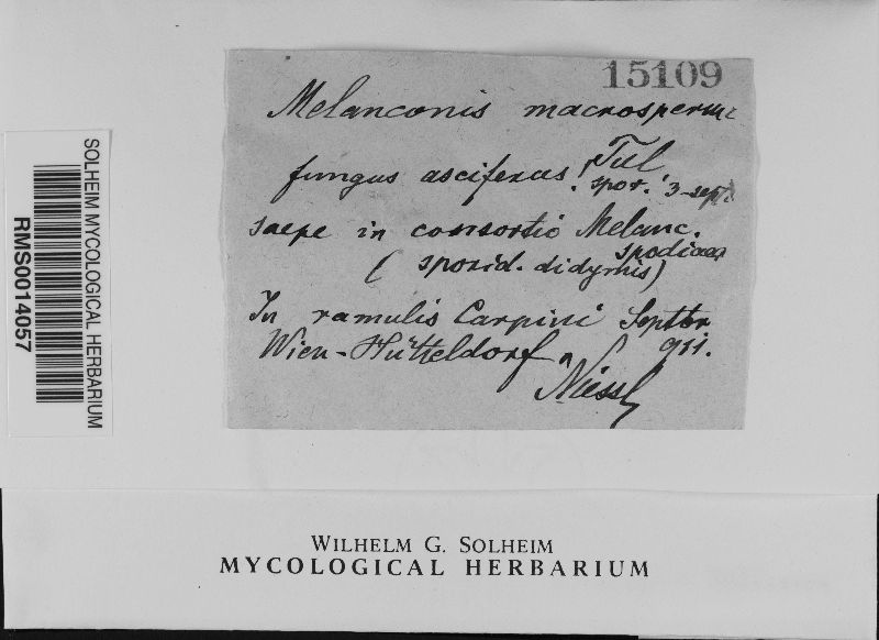 Melanconis macrosperma image