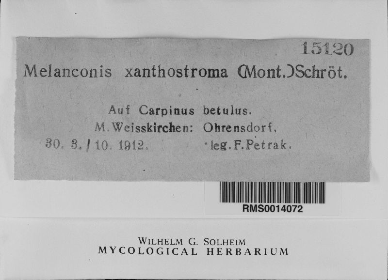 Melanconis xanthostroma image