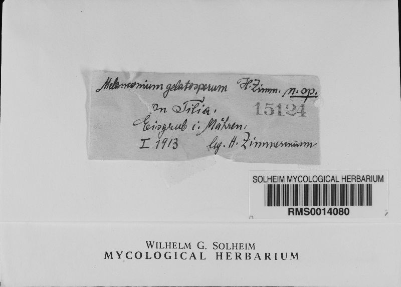 Melanconium gelatosporum image