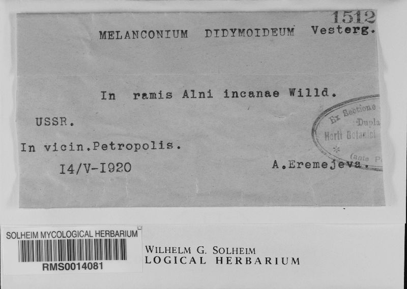 Melanconium didymoideum image