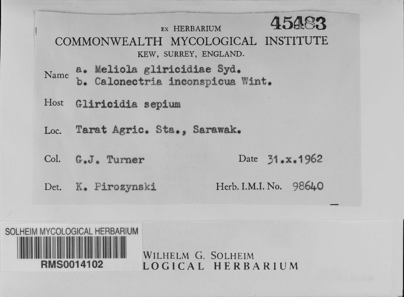Meliola gliricidiae image