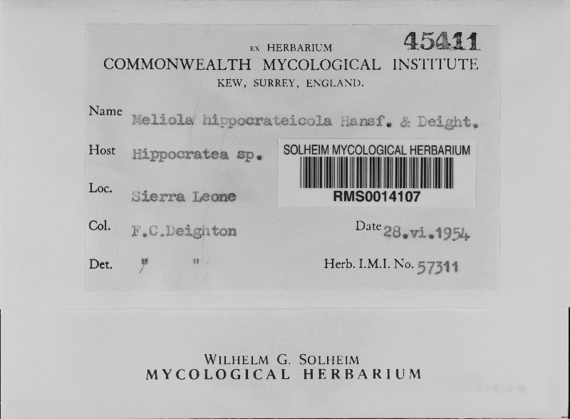 Meliola hippocrateicola image