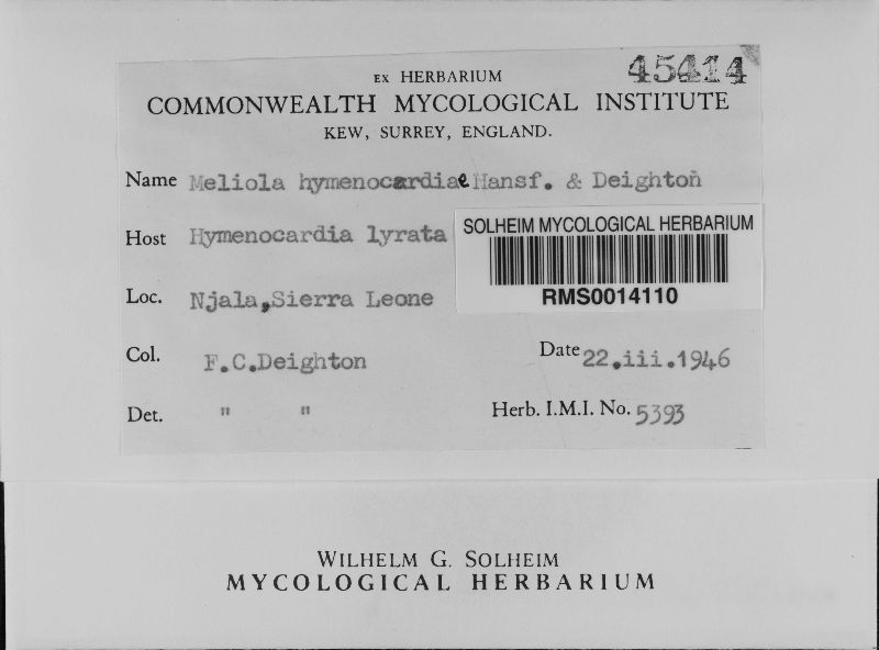Meliola hymenocardiae image
