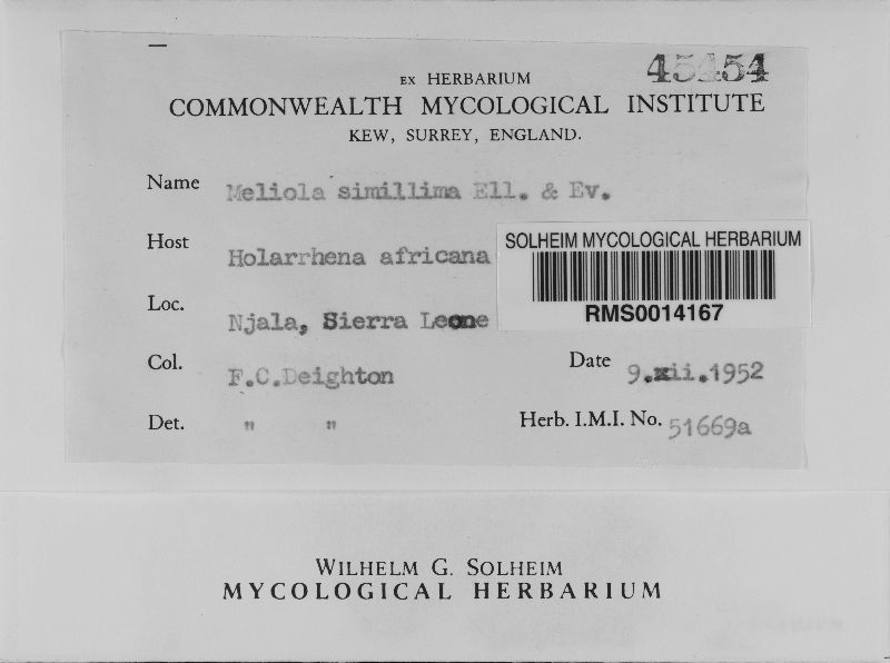 Meliola simillima image