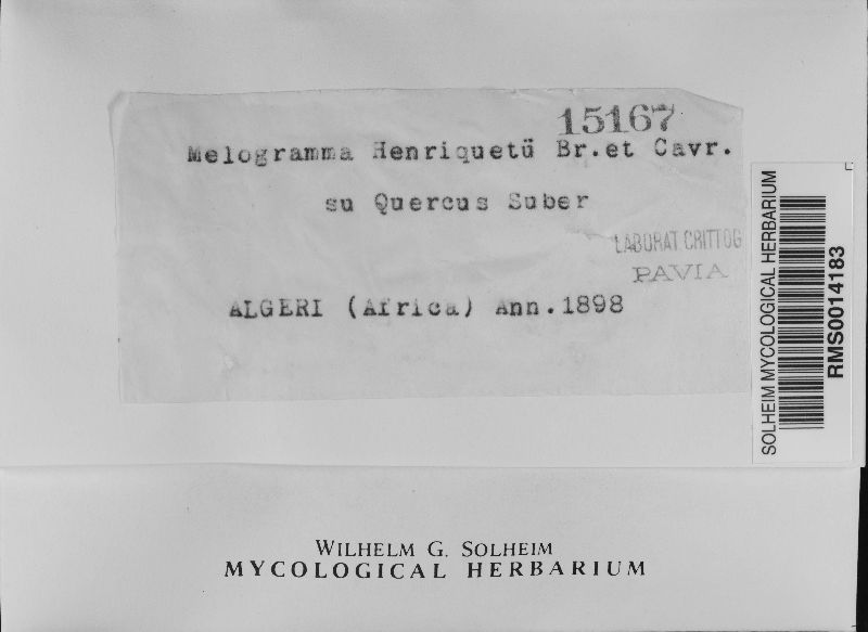 Melogramma henriquesii image