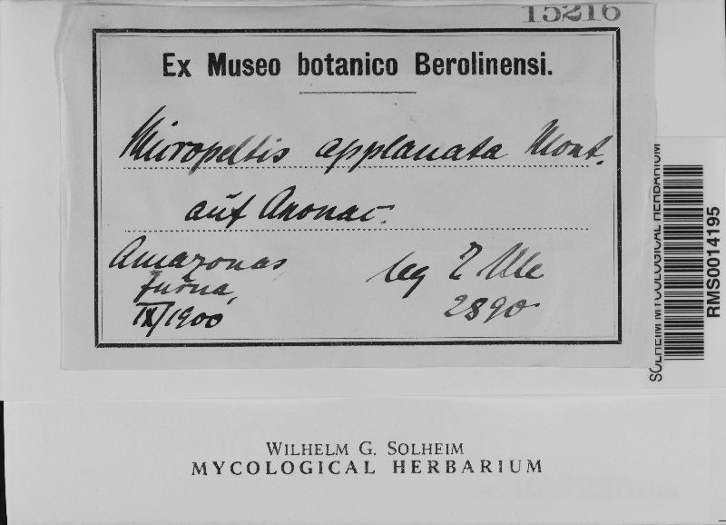 Micropeltis applanata image