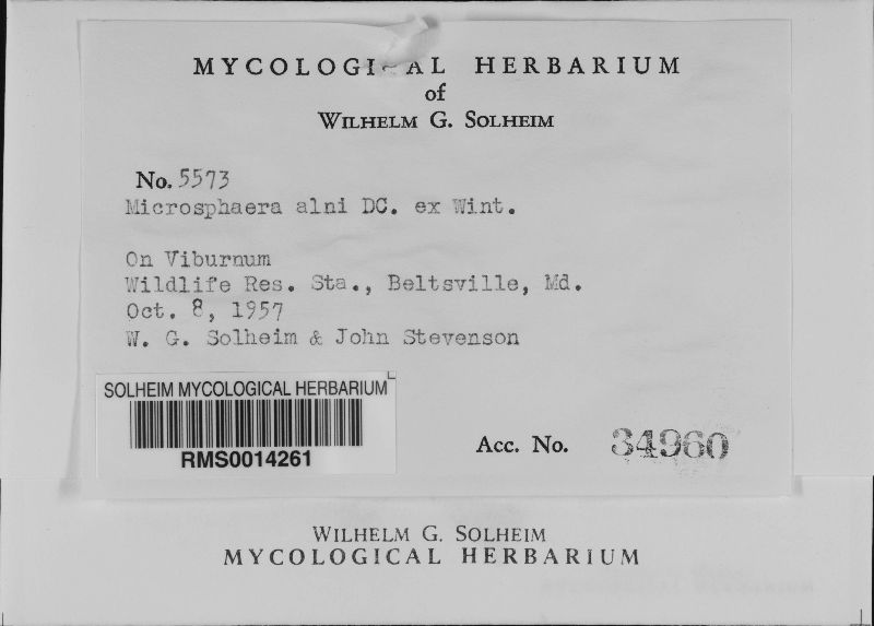 Erysiphe penicillata image
