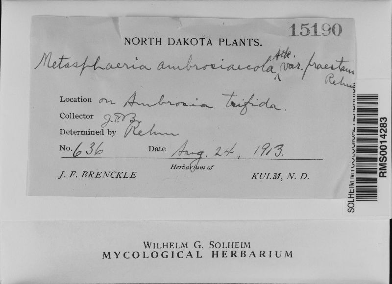 Metasphaeria ambrosiaecola var. praetans image
