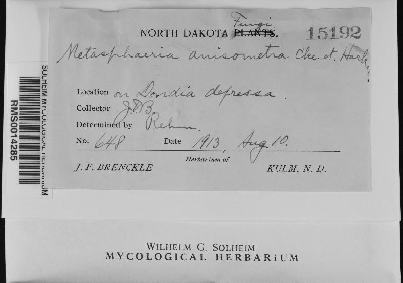Metasphaeria ambrosiaecola image