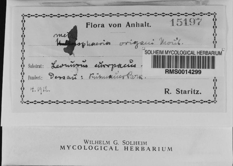 Metasphaeria origani image