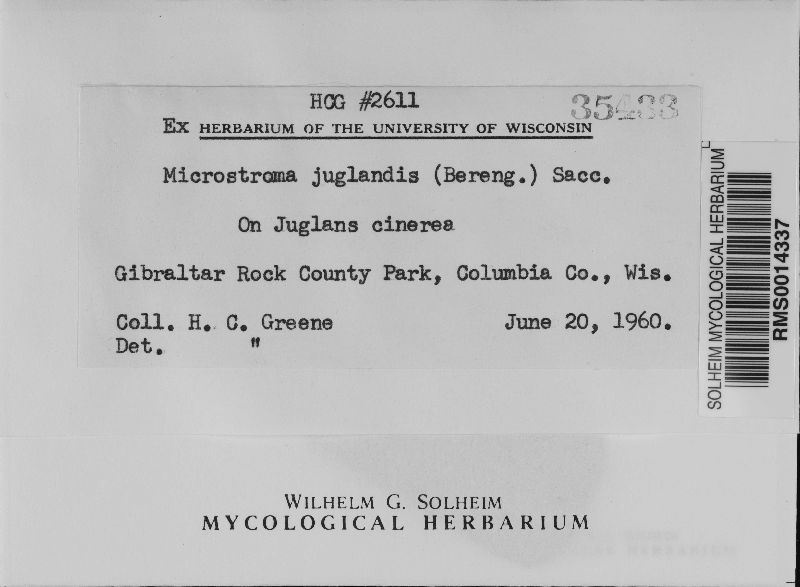 Microstroma juglandis image
