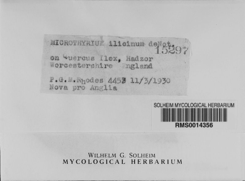 Microthyrium ilicinum image