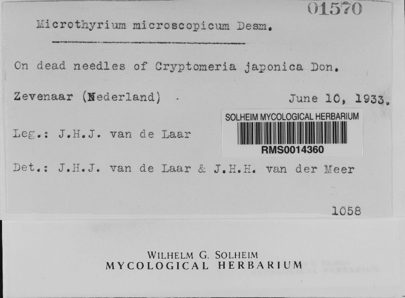 Microthyriaceae image