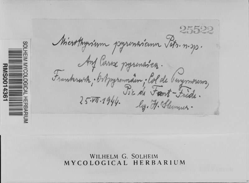 Microthyrium pyrenaicum image