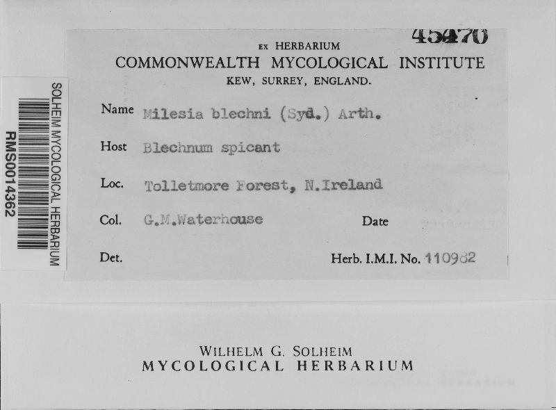 Milesia blechni image