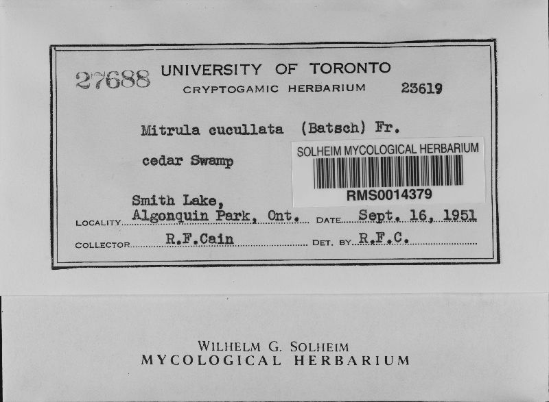 Mitrula cucullata image
