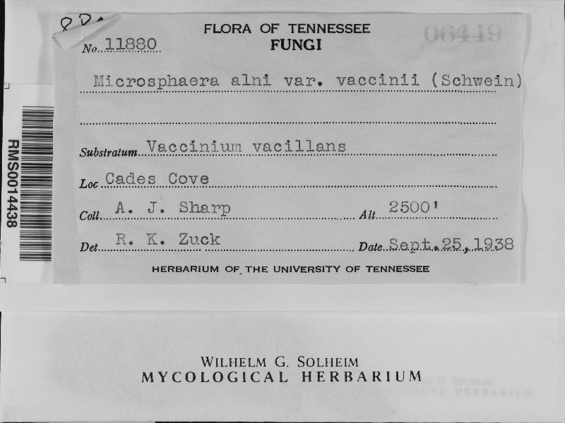 Microsphaera alni var. vaccinii image