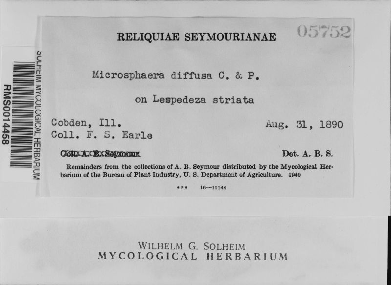 Microsphaera diffusa image