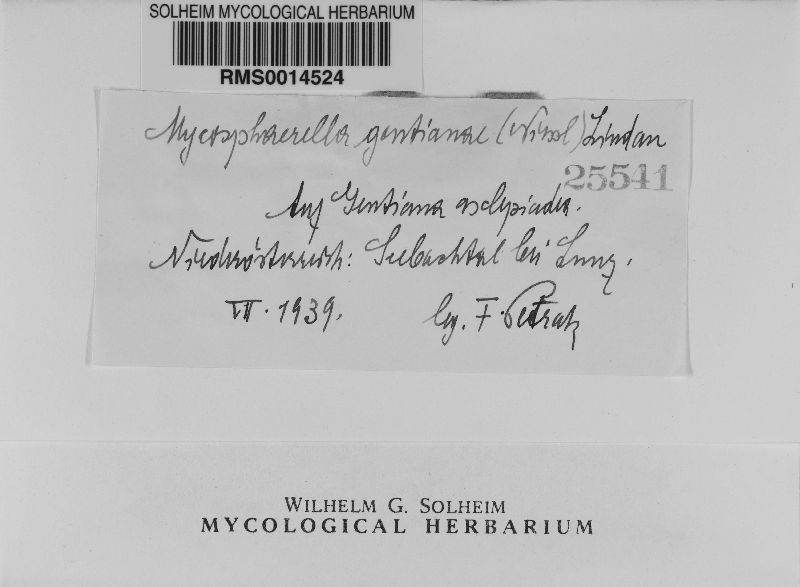 Mycosphaerella gaultheriae image