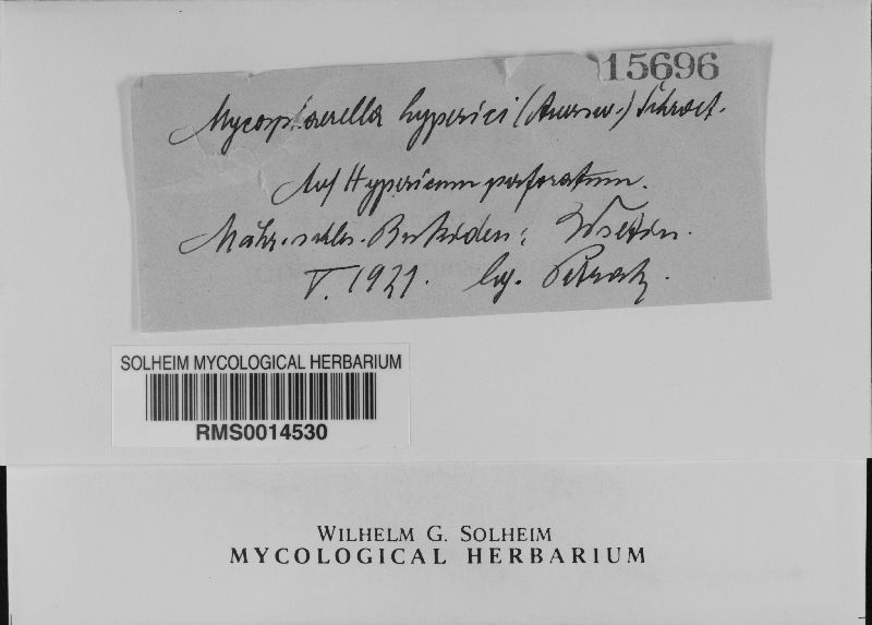 Mycosphaerella hypericina image