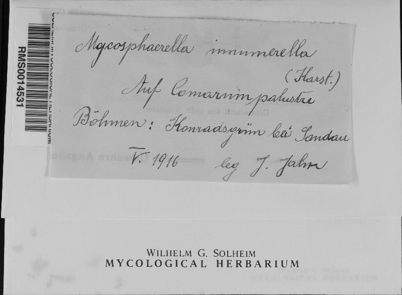 Mycosphaerella innumerella image