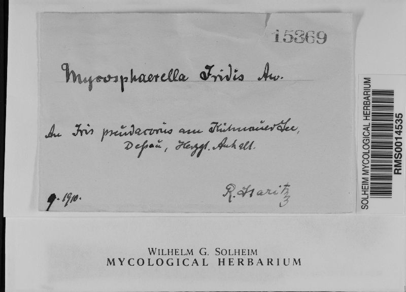 Mycosphaerella friesii image