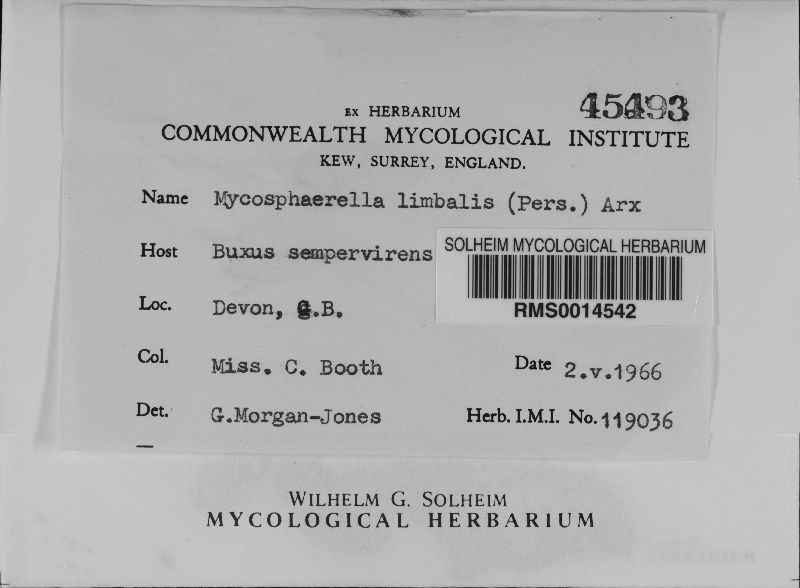 Mycosphaerella buxicola image