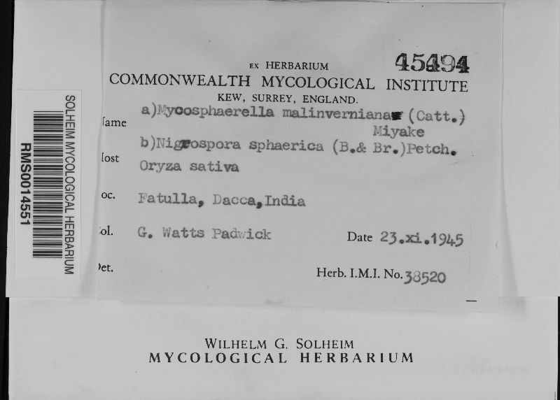 Mycosphaerella malinverniana image